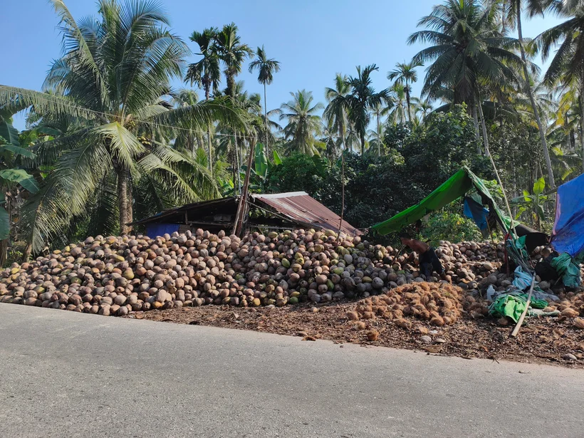 Coconut collection at a rural intake area